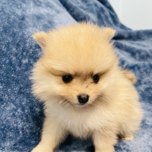 Pomeranian Puppy Lilly