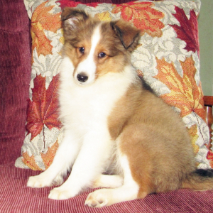 Shetland Sheepdog Puppy Fonda