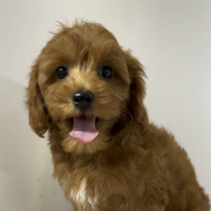 Goldendoodle Puppy Chief Charming