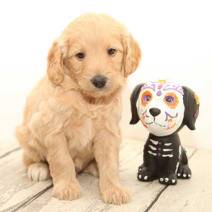 Goldendoodle Puppy Coach