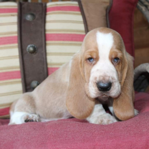 Basset Hound Puppy Honey Ham