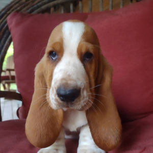Basset Hound Puppy Honey Ham