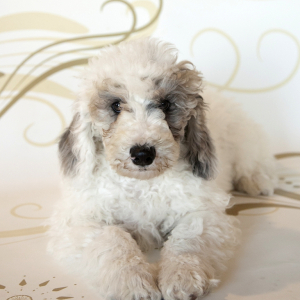 Poodle Puppy Roman