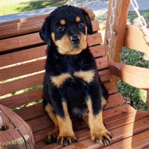 Rottweiler Puppy Gabby