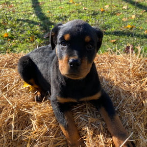 Rottweiler Puppy Gabby