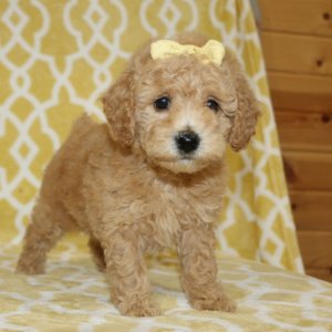 Poodle Puppy Blossom