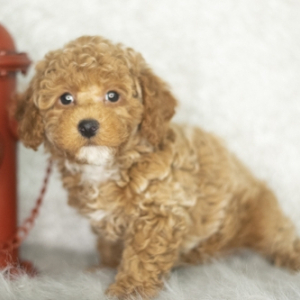 Poodle Puppy Ledgen