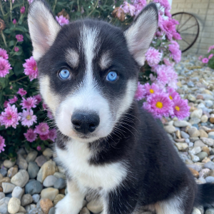 Siberian Husky Puppy Rover