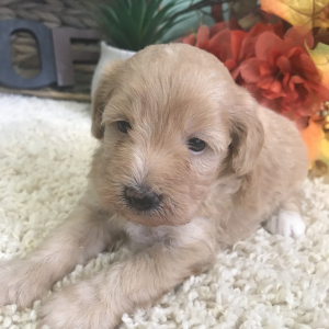 Aussiedoodle Puppy Cleo