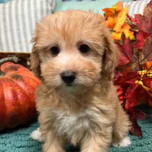 Aussiedoodle Puppy Cleo