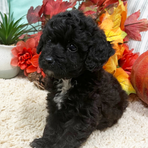 Aussiedoodle Puppy Noah