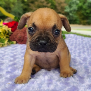 French Bulldog Puppy Snoopy