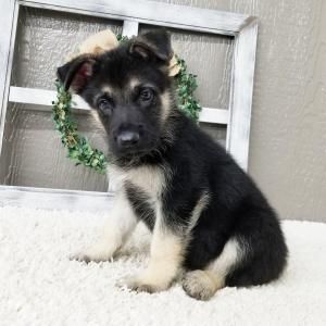 German Shepherd Dog Puppy Zaine