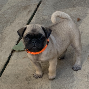 Pug Puppy Elizabeth