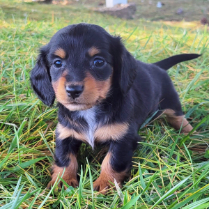 Dachshund Puppy Mable