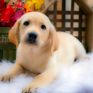 Labrador Retriever Puppy Chloe