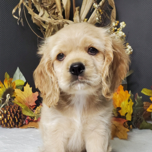 Cocker Spaniel Puppy Honey