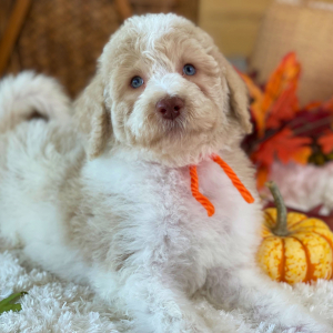 Labradoodle Puppy Rhett