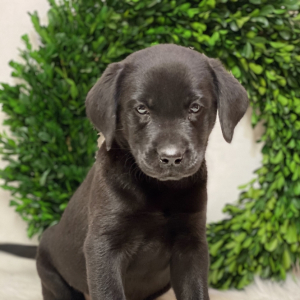 Labrador Retriever Puppy Hudson