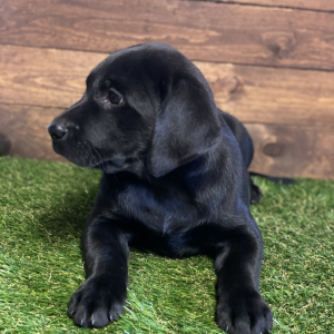 Labrador Retriever Puppy Hudson