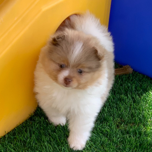 Pomeranian Puppy Beyonce