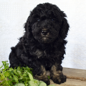 Bernedoodle Puppy Talmon