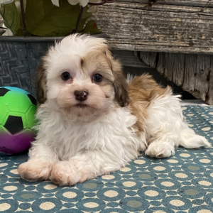 Havanese Puppy Walker