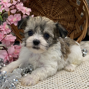 Havanese Puppy Maple