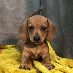 Dachshund Puppy Cupcake