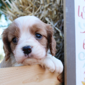 Cavalier King Charles Spaniel Puppy Martha