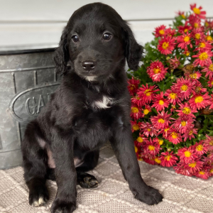 Labradoodle Puppy Autumn