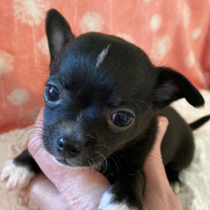 Chihuahua Puppy Toodles