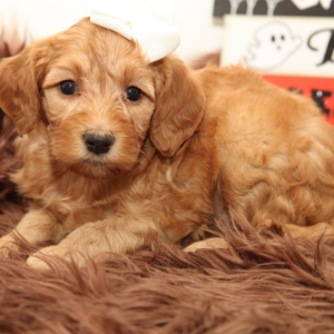 Goldendoodle Puppy Persephone
