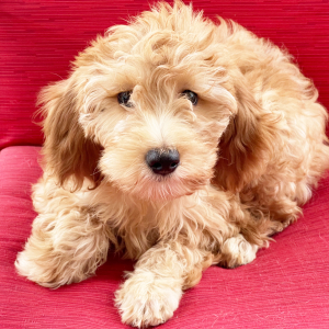 Goldendoodle Puppy Persephone