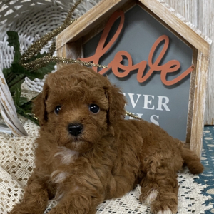 Cavapoo Puppy Bellah