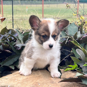 Pembroke Welsh Corgi Puppy Indy