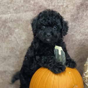 Shihpoo Puppy Liam