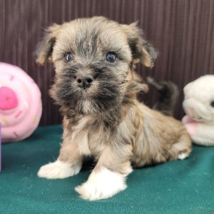 Havanese Puppy Tambria