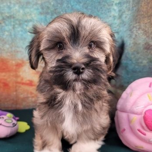 Havanese Puppy Tambria