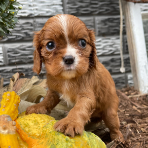 Cavalier King Charles Spaniel Puppy Cindy