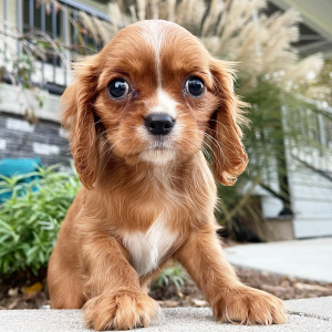Cavalier King Charles Spaniel Puppy Cindy