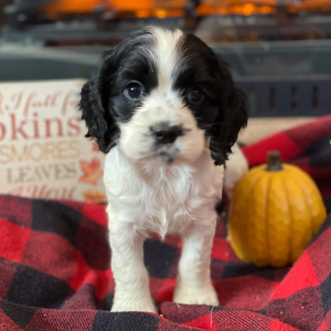 Cocker Spaniel Puppy Hoss