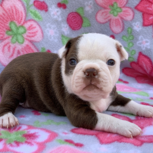 Boston Terrier Puppy Cappuccino