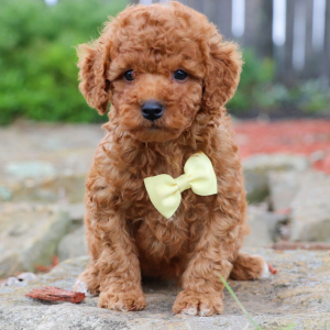 Poodle Puppy Lancen