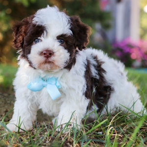 Havanese Puppy Pedro