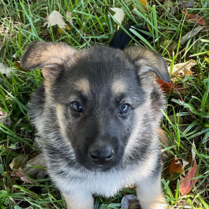 German Shepherd Dog Puppy Cagney