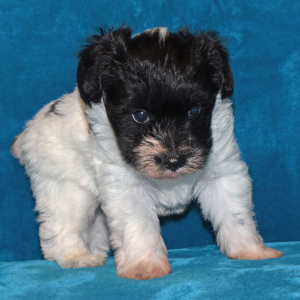 Miniature Schnauzer Puppy Magic