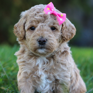 Bichonpoo Puppy Allie