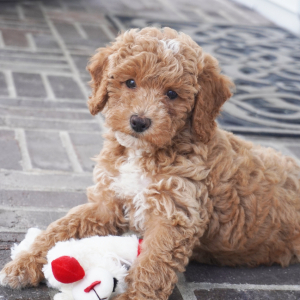 Poodle Puppy Henzlee