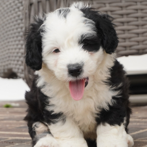 Sheepadoodle Puppy Bronc